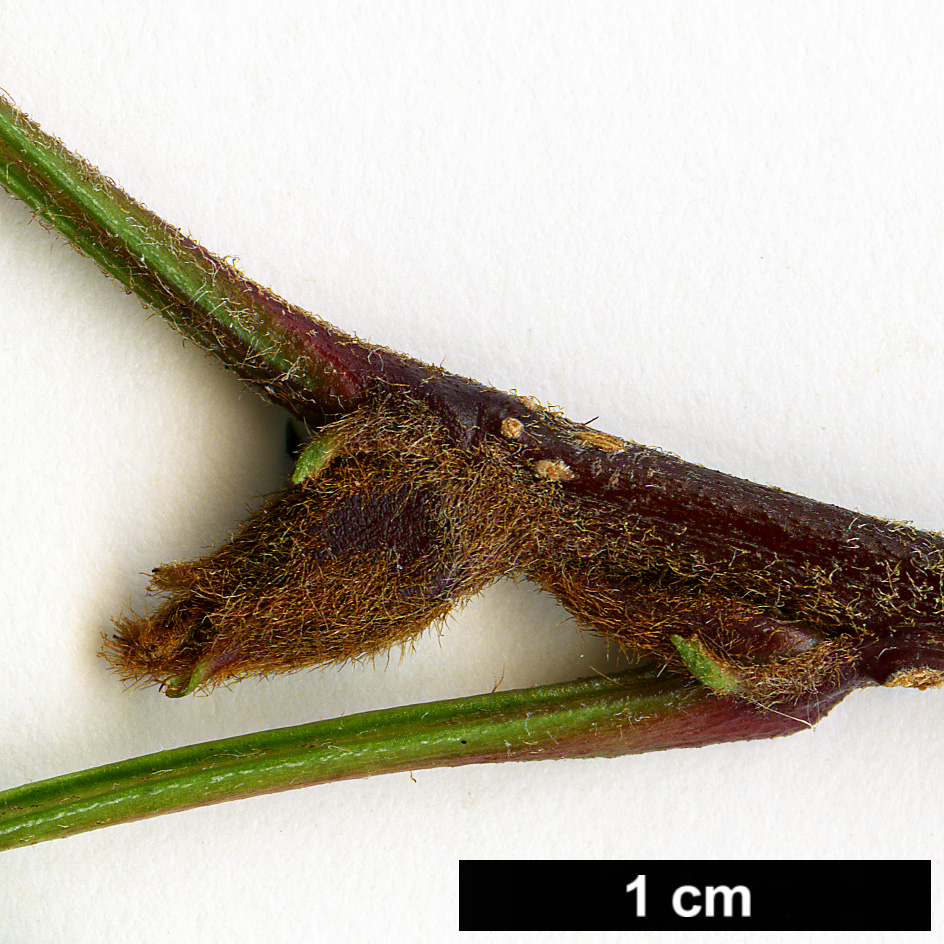 High resolution image: Family: Rosaceae - Genus: Sorbus - Taxon: aff. vilmorinii